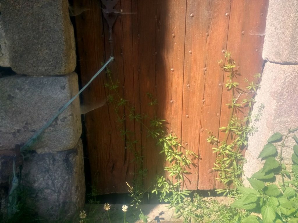 La porte bloquée par les plantes